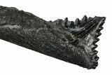 Bizarre Edestus Shark Tooth In Jaw Section - Carboniferous #231945-1